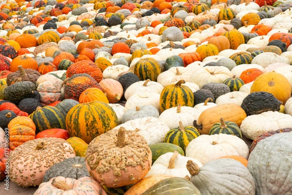 Fototapeta Close up of melons as background
