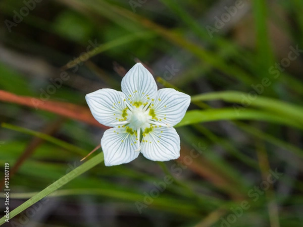 Fototapeta Flower bog-star, grass of Parnassus or Parnassia palustris close-up, selective focus, shallow DOF