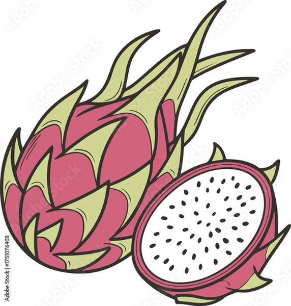 Obraz Dragon Fruit Illustration – Hand Drawn Tropical Pitaya Vector Art