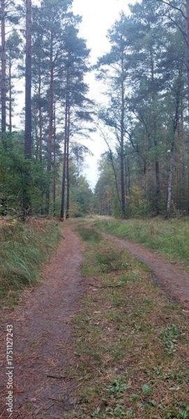 Obraz path in the woods
