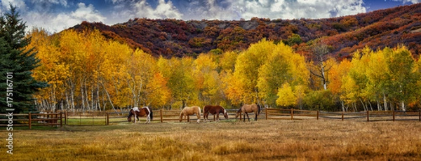 Obraz Horses in Colorado during the fall