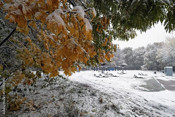 Fototapeta snow covered trees