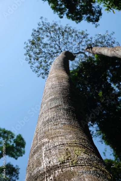 Obraz árvores na amazônia brasil ribeirinhos verde 