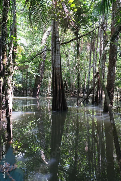 Obraz árvores verdes mata floresta amazonia natureza brasil lago igarapé lagoa selva folha