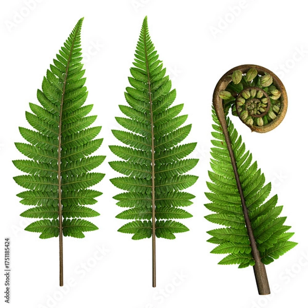 Obraz Detailed illustration of three fern fronds, one unfurling, against a black background