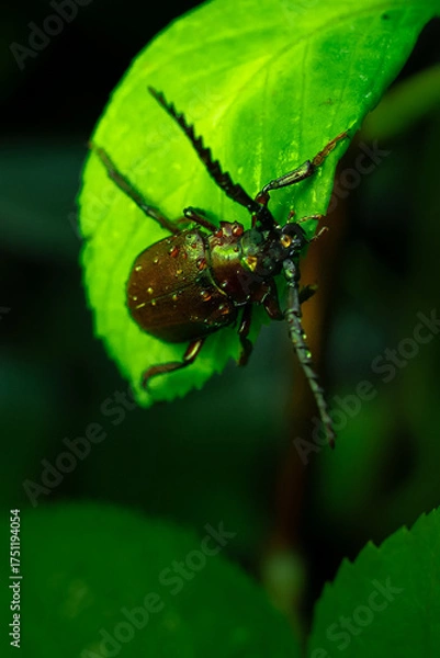 Obraz Big horned beetle 