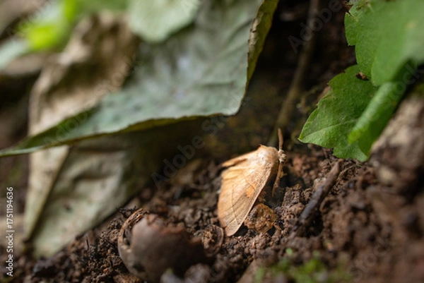 Obraz Tulip moth on forest floor ground 