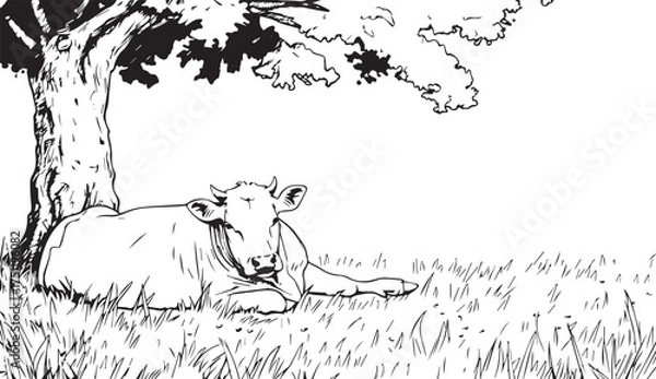 Fototapeta simple black and white line drawing of a cow lying under a tree in a grassy meadow. a simple vector illustration for a children's coloring book page
