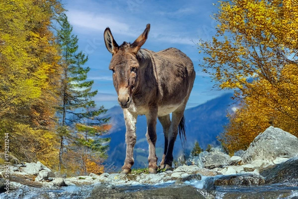 Obraz Junger Esel im Herbstwald im Gebirge