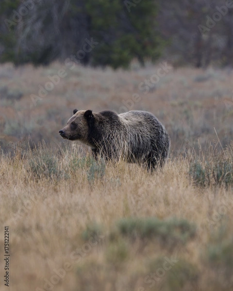 Obraz Grizzly bear in a field