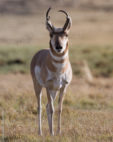 Obraz Pronghorn in the wild