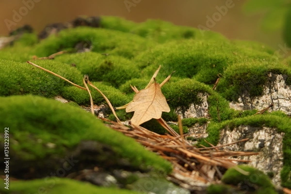 Fototapeta moss on a tree