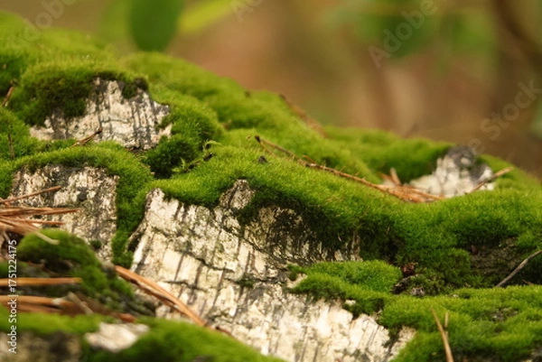 Fototapeta green moss on a tree
