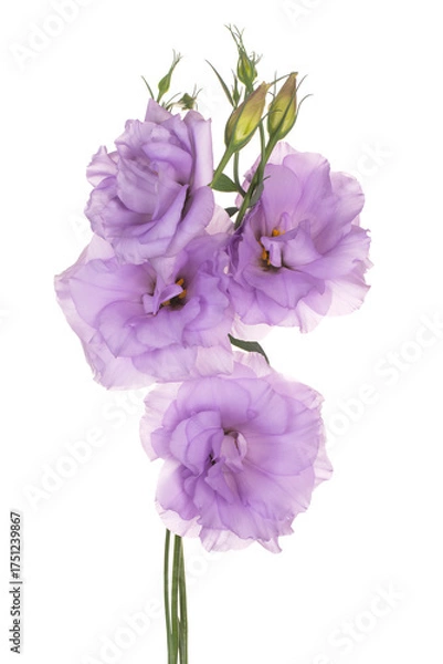 Obraz eustoma flower isolated