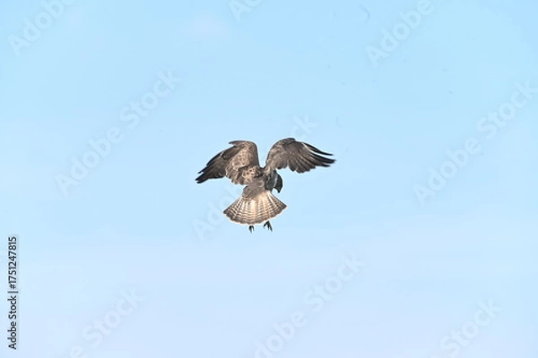 Fototapeta eagle in flight