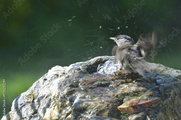 Fototapeta small bird taking a bath