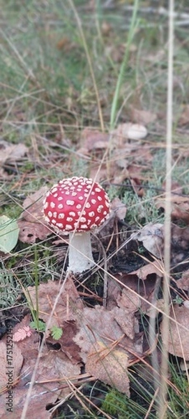 Obraz kleiner FLIEGENPILZ 