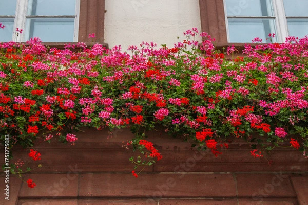 Fototapeta many pink and red flowers attached to a facade under windows