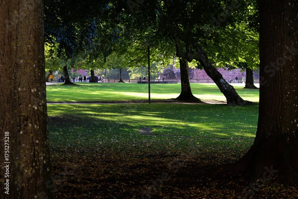 Fototapeta view through two trees onto the park meadow which is covered by treetops and through which the sunlight shines