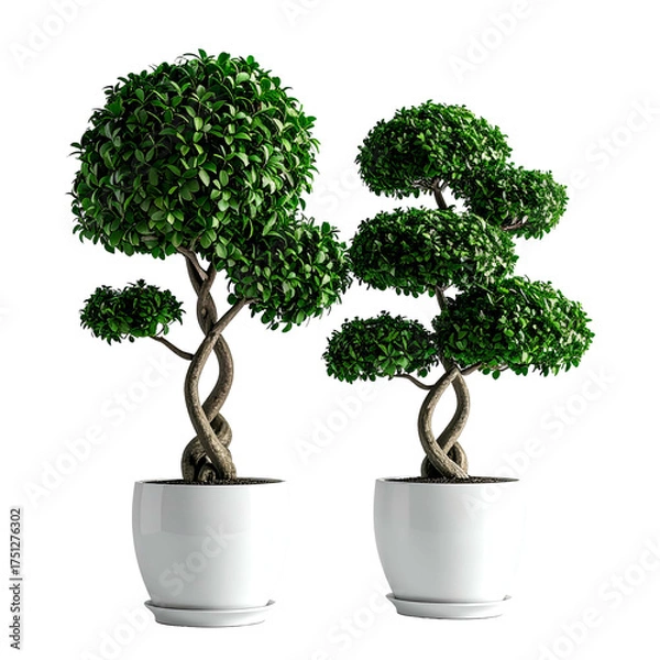 Fototapeta Two potted, meticulously pruned bonsai trees with dark brown trunks, against a black background