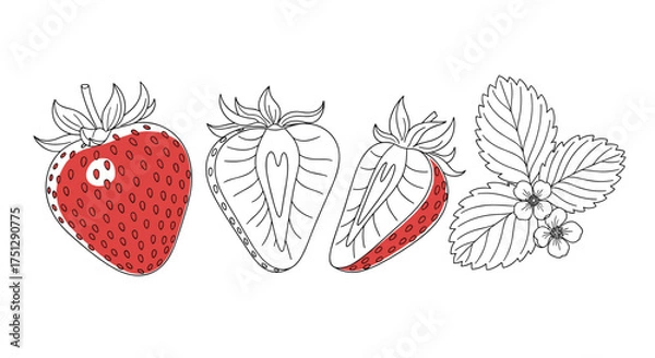 Fototapeta A simple hand-drawn sketch of red and white strawberries and leaves.