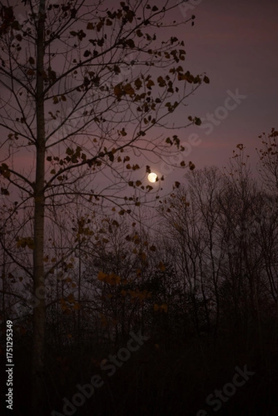 Fototapeta sunset on the trees