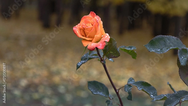 Fototapeta A beautiful cream rose with raindrops, close-up. Rain, wet autumn