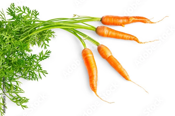 Fototapeta Harvest of Carrots Vegetables. Carrot vegetable in a bunch. Fresh Vegetables in Rustic Style. Top view of carrots isolated on white background.