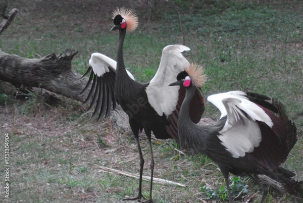 Obraz birds-africa-close-up-two-beautiful-colorful-black-crowned-cranes-wings-open