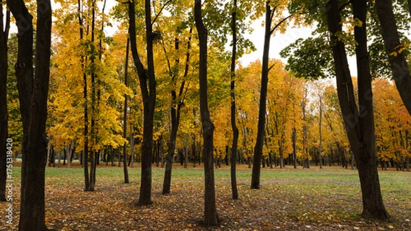 Obraz Golden autumn leaves blanket the ground in the park, creating a warm atmosphere