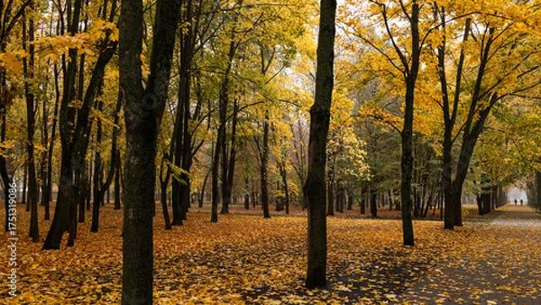 Fototapeta Golden autumn leaves blanket the ground in the park, creating a warm atmosphere
