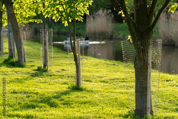 Obraz Row of young trees with protective wire cages along a vibrant green grassy bank at golden hour overlooking still water