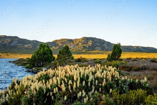 Fototapeta landscape with flowers