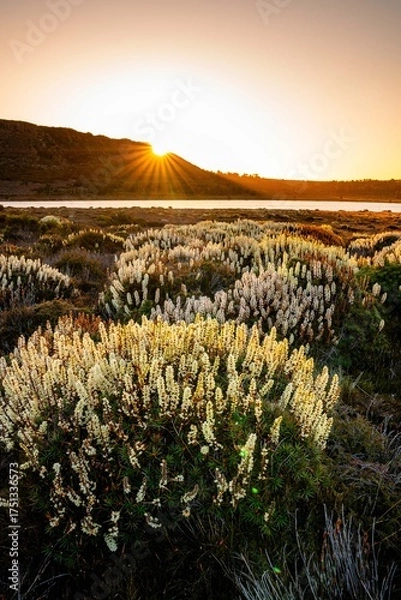 Fototapeta Flowers in the mountains