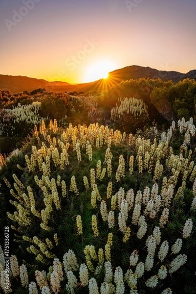 Fototapeta flowers in the mountains