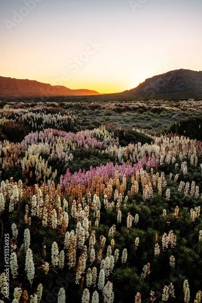 Fototapeta scoparia flowers in the mountains