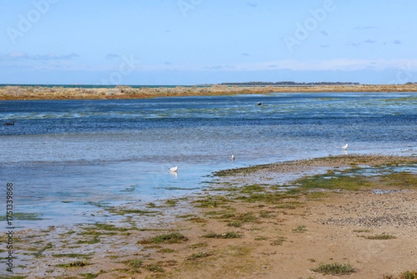 Obraz seagulls in sea at low tide in bayside Melbourne suburb of Altona
