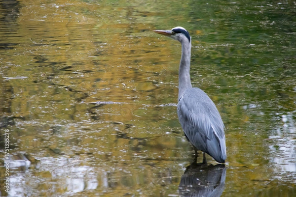 Obraz Graureiher im Wasser 