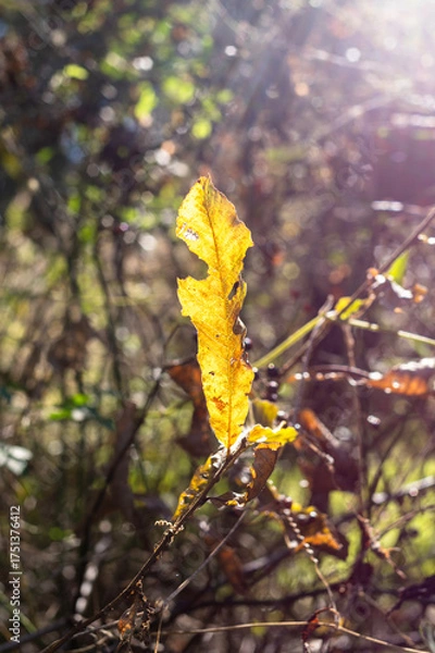Obraz 初秋の陽射しを浴びる緑葉