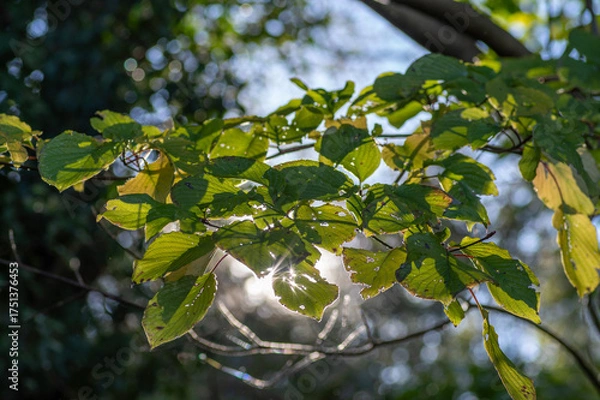 Obraz 初秋の陽射しを浴びる緑葉