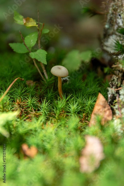 Obraz 苔の森に佇む小さなスギゴケとキノコ