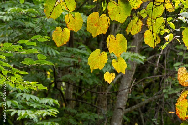 Obraz 甲武信ヶ岳登山道の秋の訪れ　木漏れ日に透ける黄葉