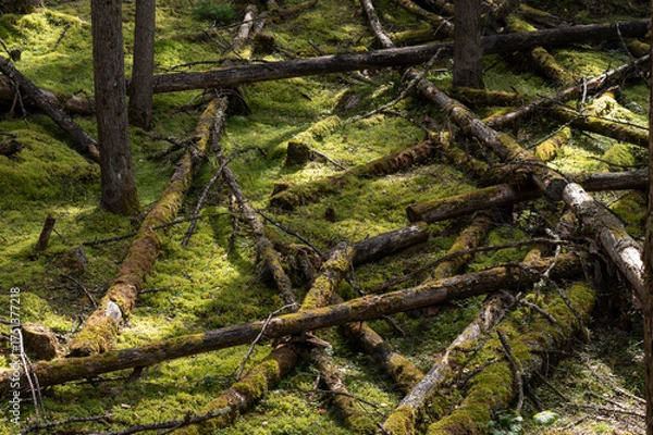 Obraz 甲武信ヶ岳の苔の絨毯と倒木