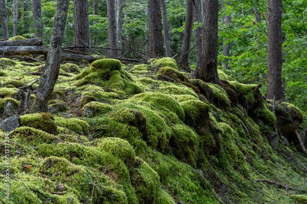 Obraz 甲武信ヶ岳の苔むす森の登山道の風景