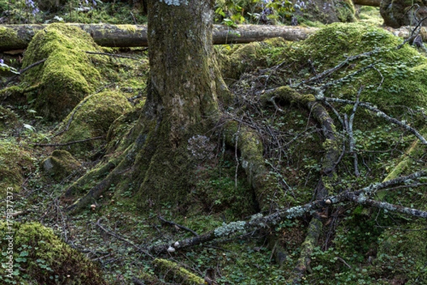 Obraz 甲武信ヶ岳の苔むす森の登山道の風景