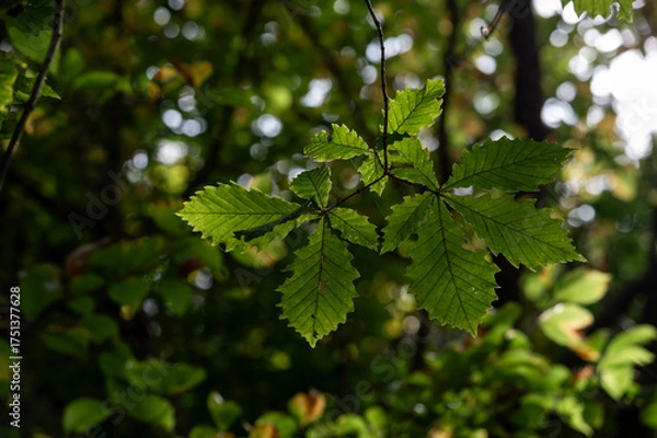 Obraz 深緑の森に輝く大きな葉