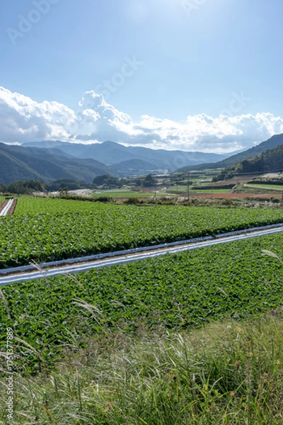 Obraz 初秋の青空と広がる長野県川上村のレタス畑と高原野菜