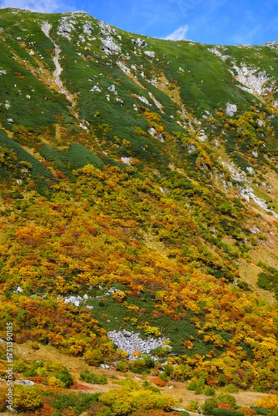 Fototapeta 千畳敷カールの紅葉