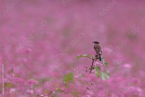 Obraz 赤い花と野鳥