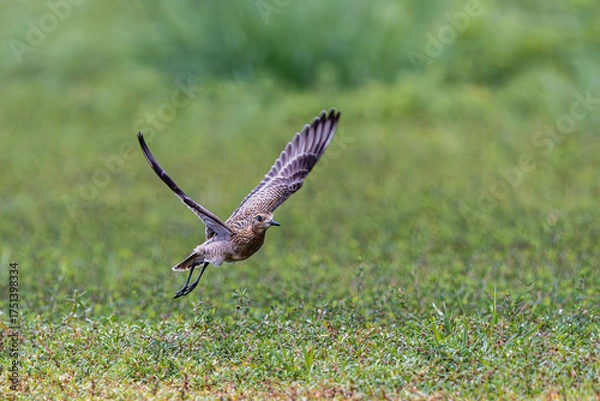 Obraz ノドグロの飛翔